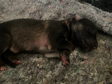 Schæferhund · Kolsva · Lugnets Hundar