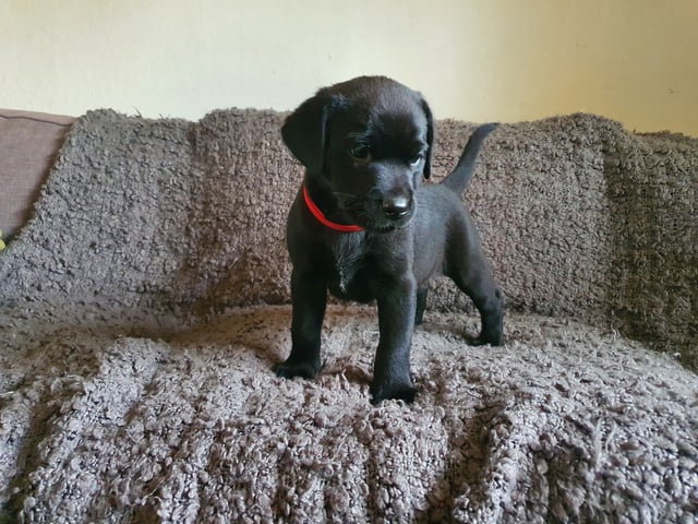 Labrador retriever