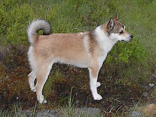 Norwegian Lundehund