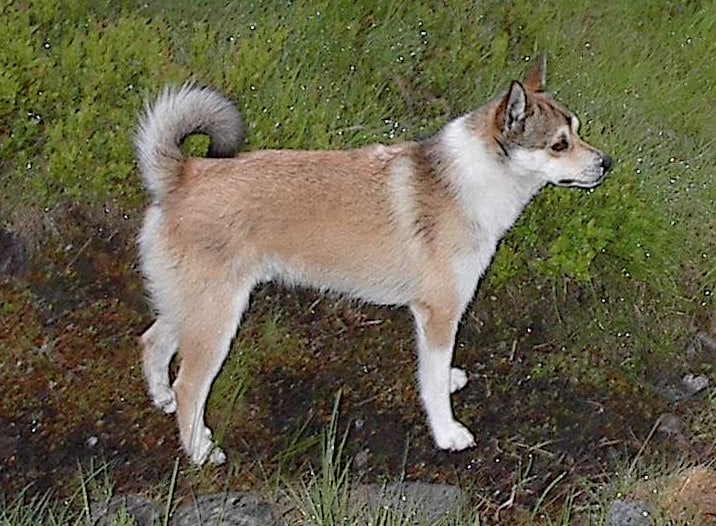 Norsk lundehund