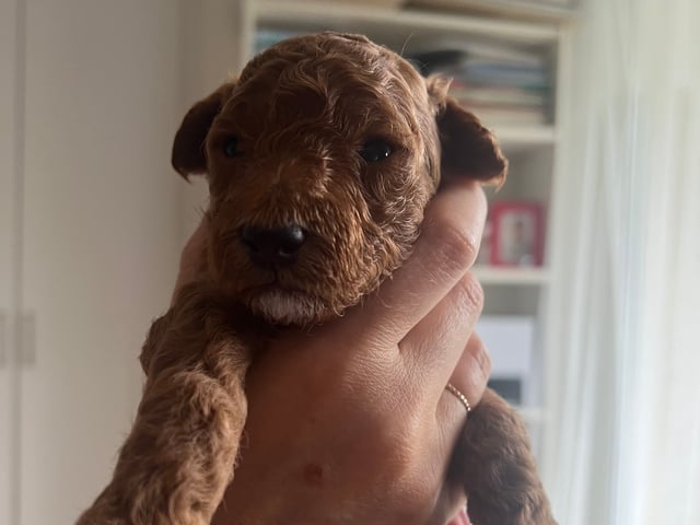Puppy: Hane 1