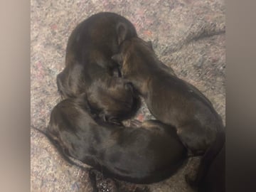 Schæferhund · Kolsva · Lugnets Hundar