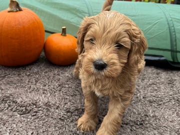 Labradoodle · Vänge · Vanessa W.