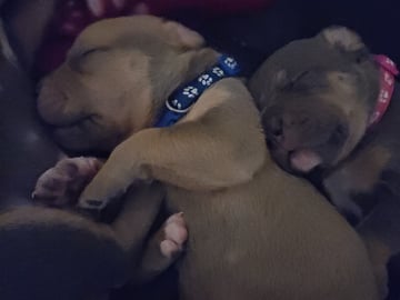 American bully · Nol · Annelie J.