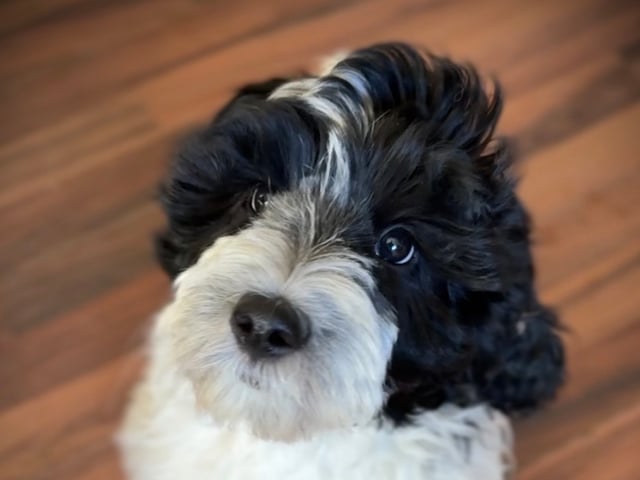 101 Labradoodles