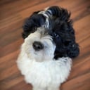Labradoodle