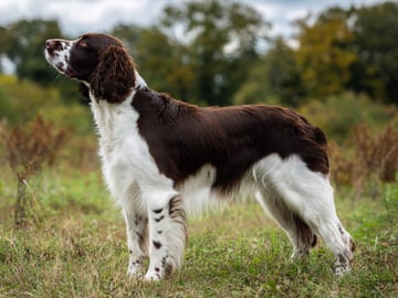 Engelsk springer spaniel