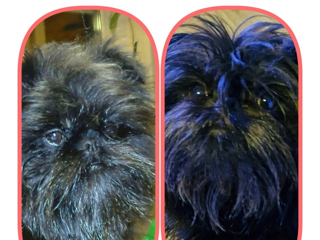 Affenpinscher