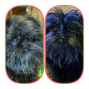 Affenpinscher