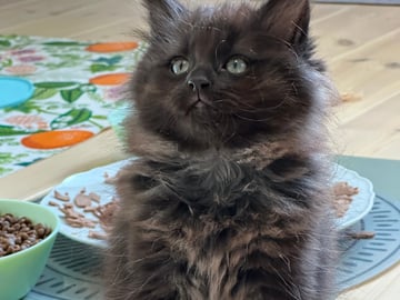 Petit Pavot