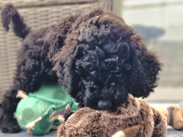 Labradoodle/ Doubledoodle · Borås · Smith Labradoodles