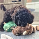 Labradoodle/ Doubledoodle