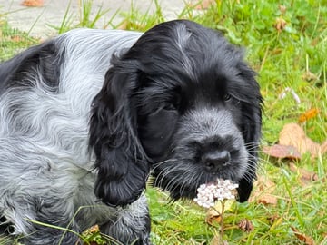 Cocker spaniel · Røyse · Kennel Fosliskrenten