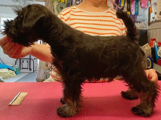 Dværgschnauzer