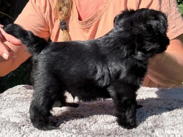Affenpinscher · Hundvåg · Anne Tove Mitchell Jensen