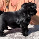 Affenpinscher