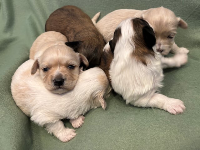 Bichon havanais