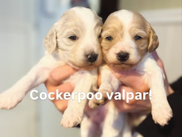 Lundatorpet