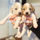 Cockerpoo