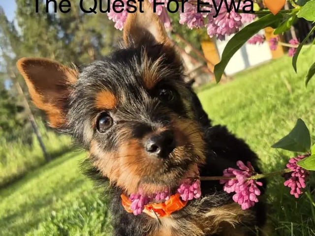 Silky terrier · Tynset · Kennel Showsilk