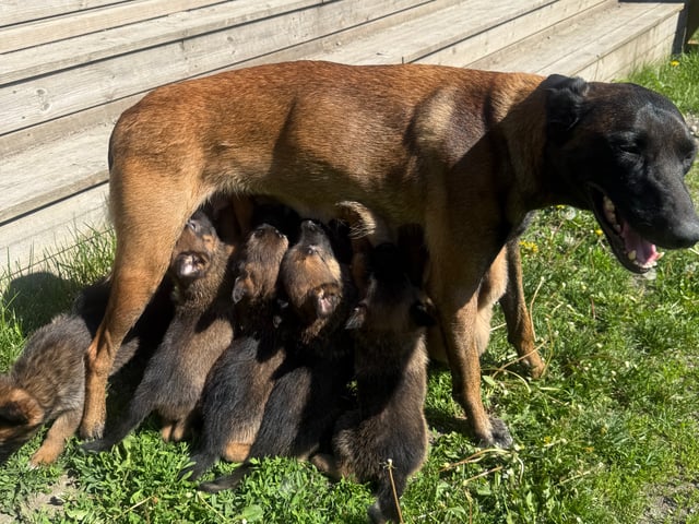 Belgisk hyrdehund – malinois