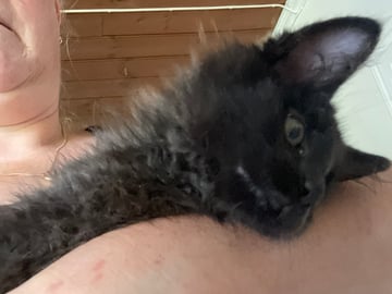 Maine Coon · Jönåker · Malin A.