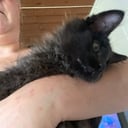 Maine Coon