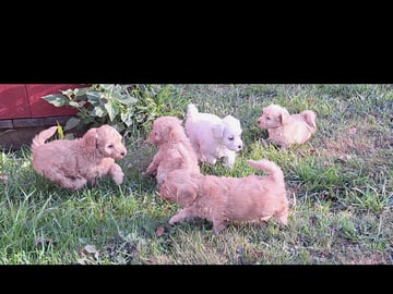 Maltipoo · Arboga · Kerata