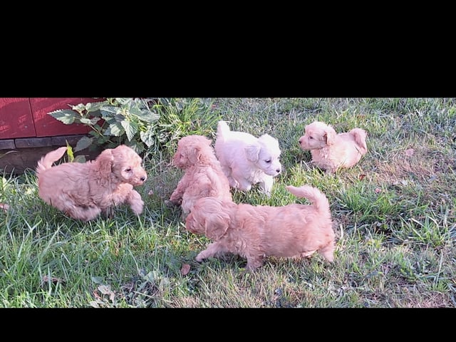 Maltipoo · Arboga · Ingrid A.