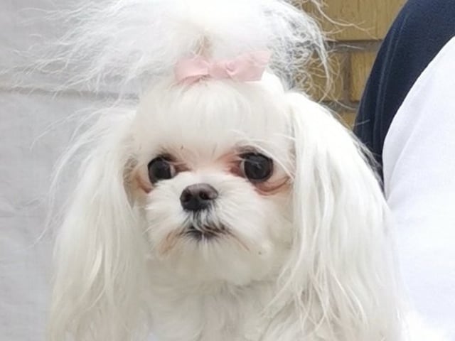 Ginny Angel