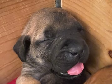Boergarden boerboels