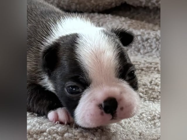 Boston terrier