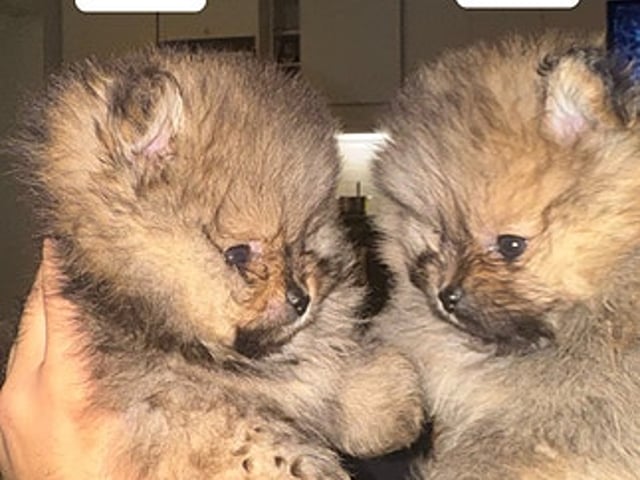🐻 Två underbara Pomeranian Mini Teacup-valpar söker kärleksfulla hem! 🐾
