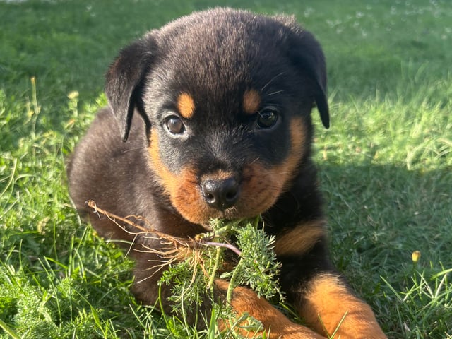 Rottweiler