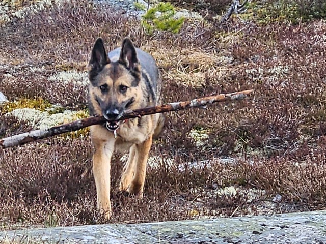 Mor: Divatorpets Hjärta av Jänta