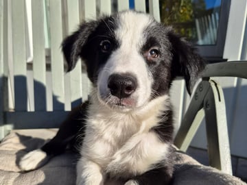 Border collie · Limhamn · Ruckeltofta Gård