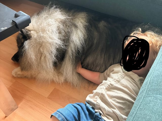 Keeshond