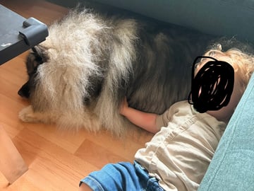 Keeshond · Nordborg · Caroline P.