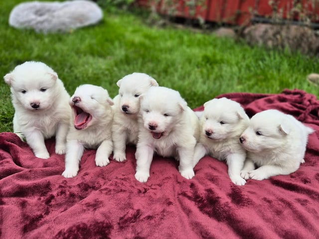 Samojedhund