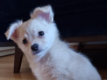Chihuahua · Bålsta · Bålsta