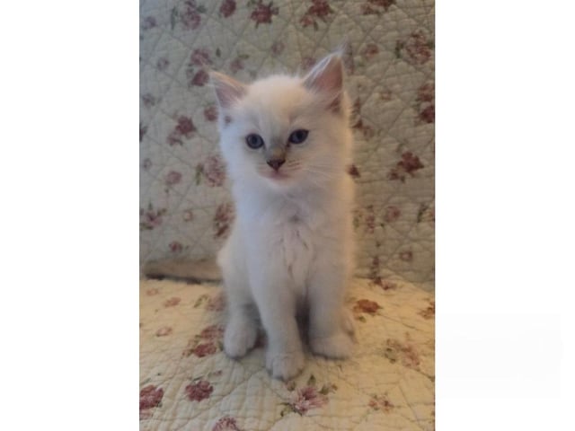 kitten: Mumintrollet