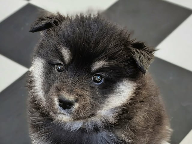 Finsk lapphund
