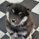 Finsk lapphund