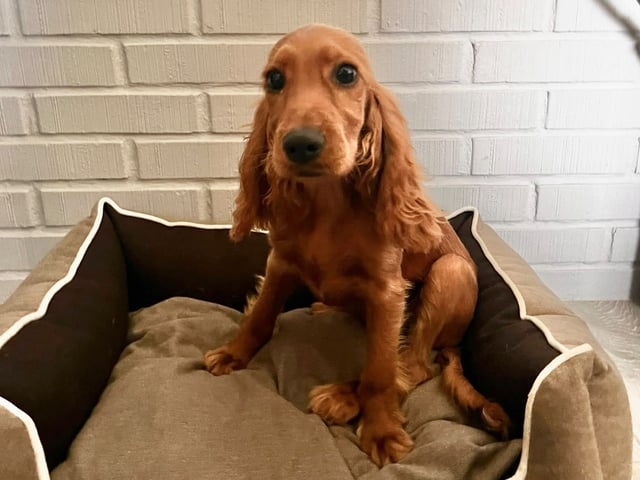 Cocker spaniel mor Cocker spaniel far · Råde · Mariela Mitrikova