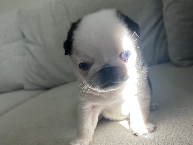 Mops