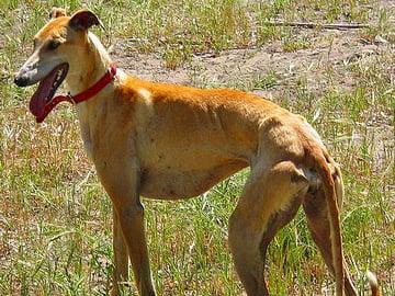 Galgo espanol