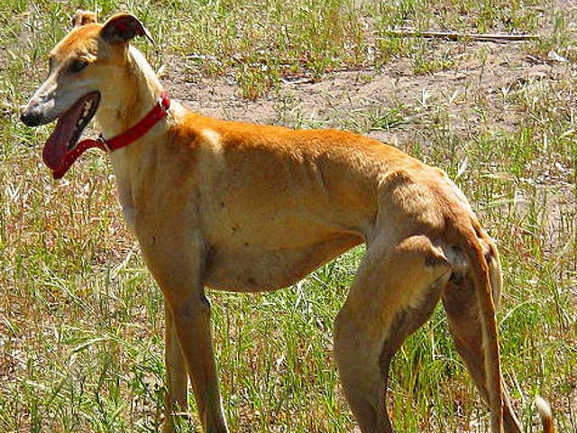 Galgo Español