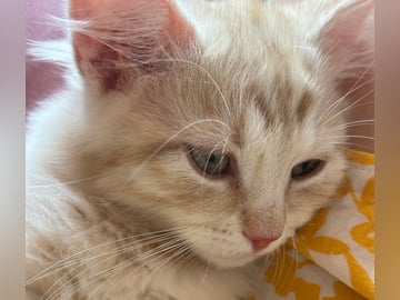Petit Pavot