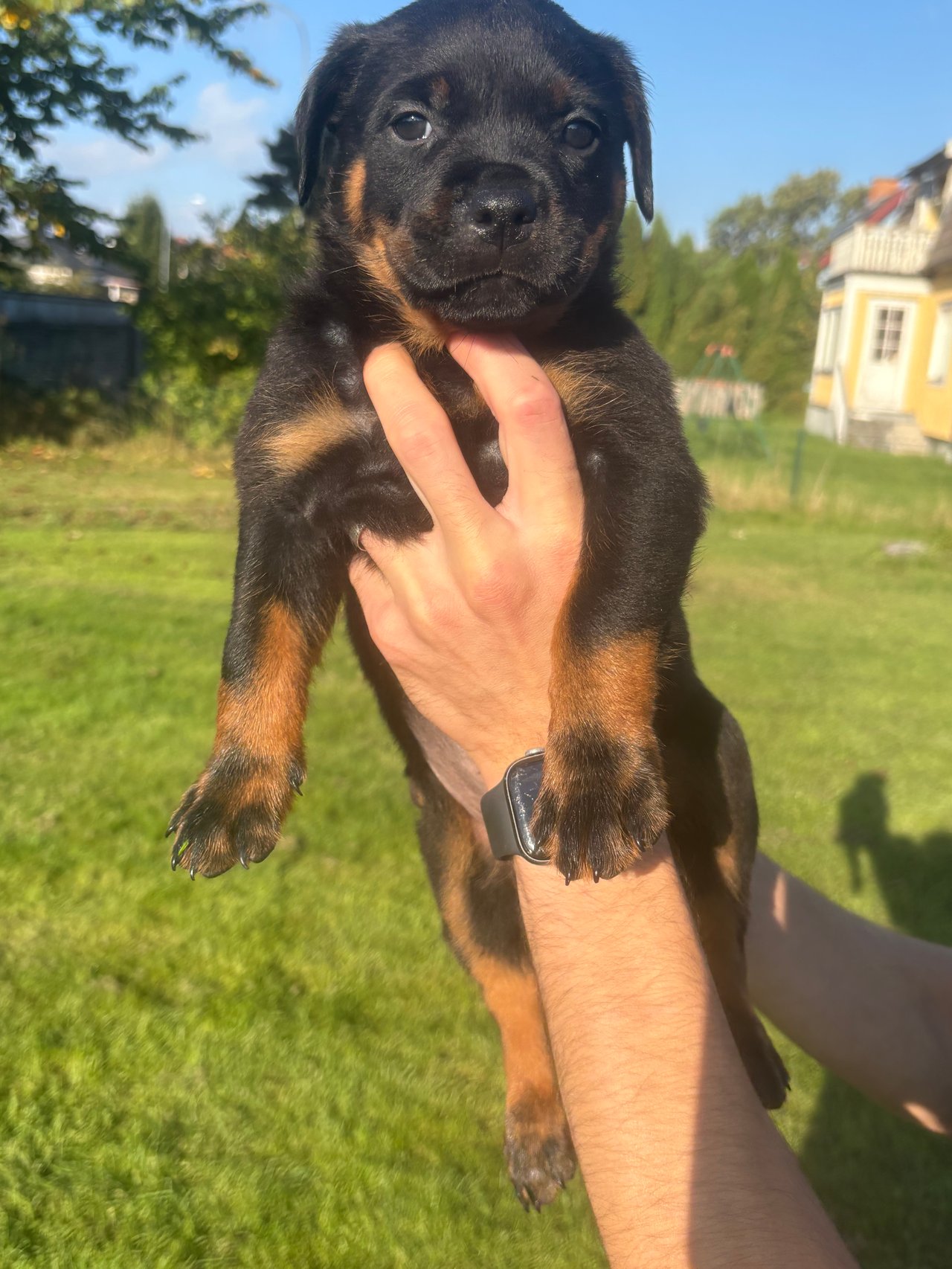Å leve med rasen