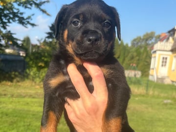 Rottweiler · Karlskoga · Lisabeta M.